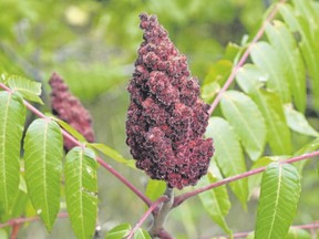 Sumac bushes offer multi-season interest.