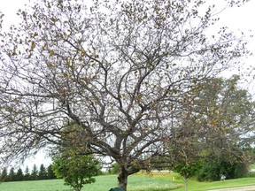 The appearance of plants such as this flowering crab tree can be deceptive, writes gardening expert John DeGroot. In this case, the tree has suffered from apple scab but is hardy and strong and will rebound to excellent health. (John DeGroot photo)