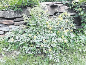 This corydalis grows pretty all season long, finding its own place, and dressing up, this stone wall. (Lee Reich/via AP)