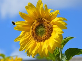 A bee alights from a maturing sunflower at the garden of St. George?s Presbyterian Church in London. (MORRIS LAMONT, The London Free Press)