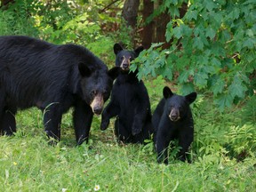A black bear sow and her two cubs stand in a forest clearing in Ontario in this Getty Images file photo. (SeventhDayPhotography/Getty Images)