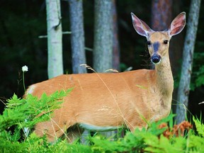 Outdoors Photo deer