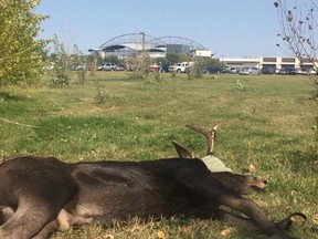 A tranquilized moose lies on a field outside Investors Group Field before the Winnipeg Blue Bombers play the Banjo Bowl in Winnipeg, Manitoba on September 9, 2017. (Twitter/Manitoba Conservation Officers' Association)