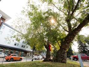The Garneau Tree at the University of Alberta, near 111 street and 90 Avenue, in Edmonton Friday Sept. 8, 2017. Photo by David Bloom
