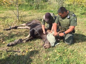 Manitoba Conservation officials tranquilized and transported a moose that was running free in the south Winnipeg area Friday and Saturday. (Handout)