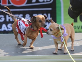 Tibby and Jasper, up for adoption as a duo, take centre stage at the Kingston Humane Society's 19th Annual Big Paws Walk at Lake Ontario Park on Sunday. (Steph Crosier/The Whig-Standard)