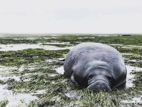This photo provided by Michael Sechler shows a stranded manatee in Manatee County, Fla., Sunday, Sept. 10, 2017. The mammal was stranded after waters receded from the Florida bay as Hurricane Irma approached. (Michael Sechler via AP)