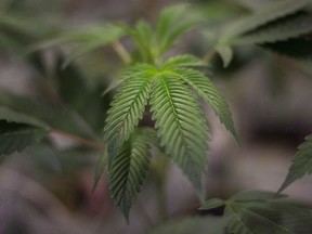 A juvenile plant grows at Bedrocan Canada, a medical marijuana facility, in Toronto on August 17, 2015. Buying marijuana exclusively from stores regulated by Ontario's provincial government will mean fewer options for medicinal users, little progress on eliminating the black market, and worse weed, clients and advocates of storefront dispensaries say. (THE CANADIAN PRESS/Darren Calabrese)