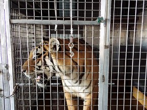 This photo provided by the Arkansas Game and Fish Commission shows a tiger in a cage Monday, Sept. 11, 2017, at a barn near Weiner, Ark. The agency is investigating the discovery of multiple big cats at the location on Saturday, Sept. 9, that authorities suspect were going to shipped to Germany. (Arkansas Game and Fish Commission via AP)