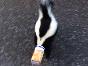 Josh Gordon, a custodian at John Young Elementary School, found a skunk with a juicebox on its head when he arrived at school early Friday morning.