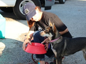A dog takes a look around as a volunteer offers it a bowl. The dog is one of about 35 that were rescued from shelters in Houston, TX, after hurricane Harvey devastated the area. Toronto-based organization. Redemption Dogs is helping find him a forever home and the Welland and District Humane Society helped with the border transfer. Supplied photo