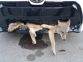 A coyote stuck in the grille of Georgie Knox's Toyota. (Georgie Knox/Facebook photo)