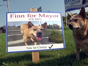 Finn the dog is running for mayor in St. John's. (YouTube Screen grab)