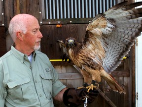 Brian Salt, director of wildlife rehabilitation at Salthaven Wildlife Rehabilitation and Education Centre in Mt. Brydges, provides a perch for Mihko Shikoba, a red tail hawk and a Salthaven ambassador. Salt was recently awarded the 2017 Youth Mentor Award from the Canadian Wildlife Federation. CHRIS MONTANINI\LONDONER\POSTMEDIA NETWORK