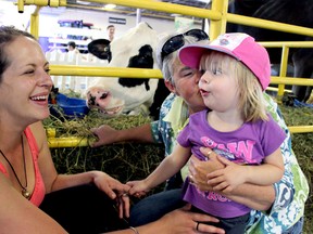Two-year-old Autumn Lee giggles at a black and white splotched holstein cow during a visit to Down on the Farm. Pictured with her are mom, Virginia Grant (left), and grandmother, Sherry Grant (right). ANDREA COX/SPECIAL TO POSTMEDIA NEWS