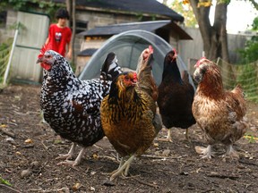 Eight-year-old Oscar Napier Cavon tends to chickens at his family's coop on Tuesday September 12, 2017 in Peterborough, Ont.CLIFFORD SKARSTEDT/PETERBOROUGH EXAMINER/POSTMEDIA NETWORK filephoto
