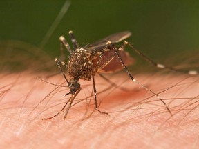 Postmedia network file photo
Hastings Prince Edward Public Health is encouraging residents to take precautions to reduce their risk of contracting West Nile Virus. Mosquitoes in the Quinte region have tested positive for the virus.