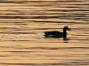 Friends of Hullett (FOH) is inviting youth ages 12-17 to join them this coming Friday and Saturday (September 15-16) for a two-day clinic that will educate young hunters about waterfowl hunting and habitat.