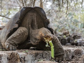 This photo released by Galapagos National Park on Wednesday, Sept. 12, 2017 shows a turtle with genes from an extinct species of turtles that disappeared about 167 years ago, in Santa Cruz, Galapagos Islands, Ecuador. The species, Chelonoidis elephantopus, endemic to Floreana Island, was believed to be lost forever, but its genetic trail was found by chance on Wolf Volcano. (Galapagos National Park via AP)