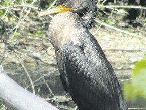 The double-crested cormorant has a prehistoric look and voracious appetite for fish. Their double crests or plumes are only seen through the breeding season. Cormorants will be at Komoka Ponds into late fall. (photos by PAUL NICHOLSON/SPECIAL TO POSTMEDIA NEWS)