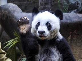 In this Saturday, Nov. 28, 2015, file photo, Basi the giant panda gestures during ceremonies to mark her 35th birthday in southeastern China’s Fujian province. (Chinatopix via AP, File)