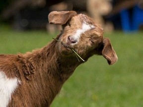 Daisy the blind goat is back home safe. (The Canadian Press)