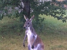 This undated photo provided by The Kenosha County Sheriff's Department shows Joey, a kangaroo who kicked his way out of a pen at a southeast Wisconsin pumpkin farm and was sighted on the loose along Highway L in Somers, Wisc., Thursday, Sept. 14, 2017. Deputies were dispatched and found Joey hopping down the highway. He was returned safely to the farm without injury. (Kenosha County Sheriff's Department via AP)