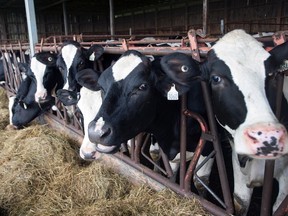 Cows are seen at a dairy farm in Danville, Que., on Aug. 11, 2015. (Ryan Remiorz/The Canadian Press/Files)