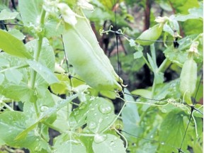Beans, lettuce, peppers, tomatoes and peas grow in a garden near New Market, Va., and are among the best self-pollinated plants to use for seed saving since their offspring will be dependable. (Postmedia News file photo)