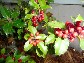 The Blue Prince and Blue Princess varieties of holly are ideal for planting in Lambton County. Gardening expert John DeGroot says holly is an amazing plant but must be planted two by two. (John DeGroot photo)