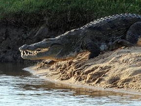 This file photo taken on February 22, 2011 shows a Sri Lankan crocodile on a river bank in the Bundala nature reserve in the southern district of Hambantota. Sri Lankan police on September 15, 2017 found the body of a 24-year-old British journalist, Paul McClean, who is suspected to have been killed by a crocodile. Divers found McClean's corpse in the mud of a lagoon in the coastal village of Panama, 360 kilometres (225 miles) east of the capital Colombo by road, a police spokesman said.(LAKRUWAN WANNIARACHCHI/AFP/Getty Images)
