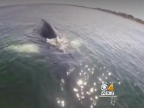 A humpback whale surprised a fisherman near a New Hampshire beach after it swam up to him on Monday.