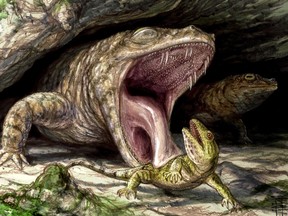 The Early Permian dissorophid Cacops displays its fearsome dentition as it preys on the hapless reptile Captorhinus in this handout illustration. Canadian researchers say they've found evidence that the ancient ancestors of modern-day frogs were once keen predators with thousands of teeth to help devour their prey. The team from the University of Toronto examined fossils of animals believed to have evolved into the amphibians people are familiar with today. (THE CANADIAN PRESS/HO - dontmesswithdinosaurs.com, Brian Engh)