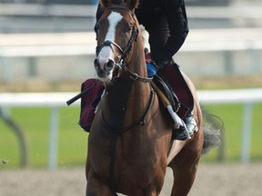 Lancaster Bomber runs the Woodbine Mile Saturday. (Michael Burns photo)