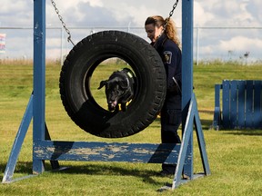 Detector Dog Handler Danielle Getzie with Canada Border Services in Vancouver, and her dog Nova demonstrate their skills at the Edmonton Police Service (EPS) Vallevand Kennels, 12211 124 Avenue, in Edmonton Friday Sept. 15, 2017. The two will be competing  in the 2017 National Championship Canine Trials in Edmonton Sept. 15-17 at ReMax Field, 10233 96 Ave. Photo by David Bloom