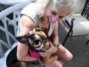 Volunteer Myra Kennett, of the rescue group Bobbi and The Strays, plays with Relay at the facility in Freeport, N.Y., Saturday, Sept. 16, 2017. The German shepherd mix went under a backyard fence in West Palm Beach, Fla. in February 2016 and the dog's microchip has been traced back to the owners. The shelter's looking for a volunteer to drive the dog to Florida. (Danielle Finkelstein/Newsday via AP)