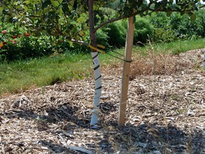 It will take up to five years for your new tree to put down roots and anchor itself into its new home. A tree stake on the north or west side will help to hold it upright in stiff winds until the day comes when it can support itself.