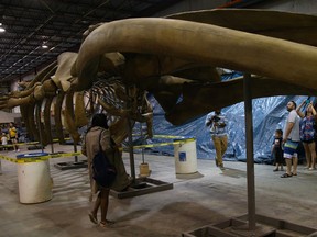 Visitors check out a massive cast of a blue whale skeleton on display at Research Casting International Ltd. during a Doors Open Quinte West event on Saturday September 16, 2017 in Trenton, Ont. Tim Miller/Belleville Intelligencer/Postmedia Network