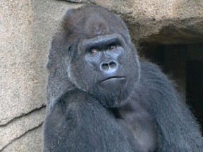 A photo provided by The Cincinatti Zoo shows a 29-year-old western lowland silverback gorilla named Mshindi, who was recently added to the exhibit from the Louisville Zoo. (Michele Curley/Cincinnati Zoo via AP)