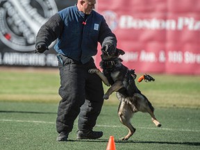Edmonton Police Service Dog Finn chases down a bad guy holding a gun in the Criminal Apprehension event. The Edmonton Police Service Canine Unit is hosting the 2017 National Championship Canine Trials in Edmonton at Re/Max Field on September 16, 2017.  Photo by Shaughn Butts / Postmedia
