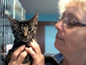 Lory Ryder, supervisor of The Catty Shack on Windermere Road, holds one of the kittens available at the new local adoption centre. (CHRIS MONTANINI\LONDONER\POSTMEDIA NETWORK)