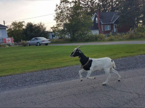 Karen Thomson captured this picture of #ygkgoat, Kingston's 'goat on the lamb' KAREN THOMSON / TWITTER