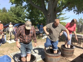 Competitors are shown in action at last year's first Annual Grape Stomp at Alton Farms Estate Winery in Plympton-Wyoming. This year's stomp is set for Sunday, noon to 5 p.m. with time trials scheduled to begin at 2 p.m. (Handout)