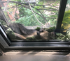 Howard the Squirrel has been making quite a stir in this Annex condo windowsill as well as on Instagram. (Sonia/Instagram screengrab)