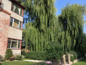Two of the three remaining willow trees at a heritage property on Sydenham Street will stay in place, despite a request from the condominium corporation to cut them all down. (Elliot Ferguson/The Whig-Standard)