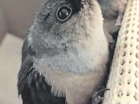 Many chimney swifts were rehabbed this summer in the London area by Swift Care Ontario. These young birds joined 500 swifts at the Labatt?s Brewery chimney earlier this month. They will migrate to South America. Chimney swifts are a species at risk in Ontario.  (CAROLYN DENSTEDT/SPECIAL TO POSTMEDIA NEWS)