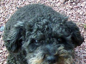 Curly, 5, died of blastomycosis in August 2016. The cockapoo rescue dog began showing signs that January, was treated until April with medications, but got sick six weeks later and died.