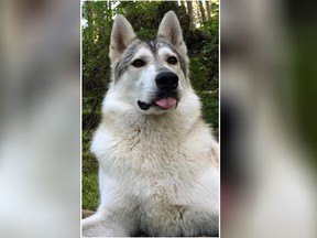 A four-year-old dog named, Karou, is seen in this undated handout photo. A woman says her four-year-old therapy dog has been shot and killed by a hunter who mistook the animal for a wolf near Whistler, B.C. Valé Calderoni says she and another handler were hiking with 10 dogs on Monday when she heard a loud bang and instinctively crouched down. THE CANADIAN PRESS/HO, Valé Calderoni