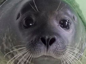 A photo provided by the Marine Mammal Stranding Center shows a harbour seal whose rear flipper had to be amputated after being struck by a boat. The seal has recovered at New Jersey's Marine Mammal Stranding Center in Brigantine, N.J., and is headed to an upstate New York aquarium. The center has been caring for the seal since it was found wounded on a beach in Barnegat Light on Long Beach Island earlier this year. (Marine Mammal Stranding Center via AP)