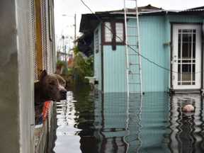 A dog looks out of a house flooded by Hurricane Maria, in Catano town, Juana Matos, Puerto Rico, on September 21, 2017. (HECTOR RETAMAL/AFP/Getty Images)